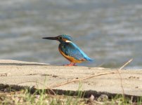 Common Kingfisher.jpg