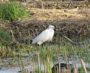 Little Egret.jpg