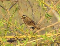 Yellow-browed Bunting.jpg