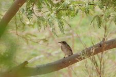 bird uid 02 0828 02 park fahaheel.jpg