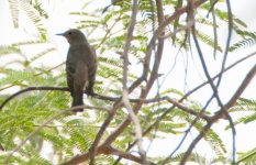 bird uid 02 0828 08 park fahaheel.jpg