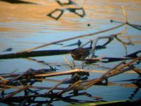 little crake.jpg