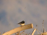 cp wheatear.jpg