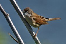 Whitethroat1_resize.jpg