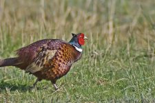 Pheasant 3PFK.jpg