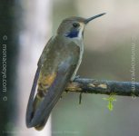 _Unknown hummingbird_01.jpg