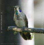 _Unknown hummingbird_02.jpg