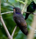 _Brown Violetear_01.jpg