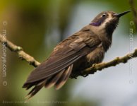 _Brown Violetear -_01.jpg