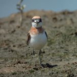 greater sandplover mudflats P300 kw60x DSCN2836.jpg