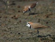 kentish plover breed P300 kw60x DSCN2151.jpg