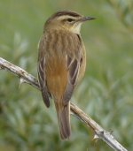 Sedge Warbler 2.jpg