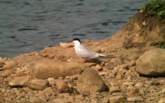 COMMON TERN.jpg