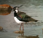 LAPWING.jpg