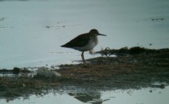 WOOD SAND.jpg