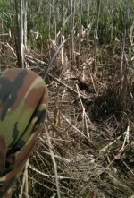 JACK SNIPE and my knee.jpg