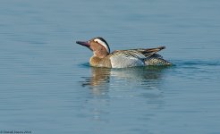 Garganey4FM1000.jpg