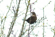 Blackbird  Ring Ouzel.jpg