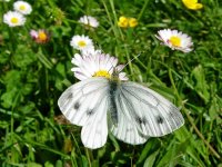 DSCN0917_Green-veined White_April2011.jpg