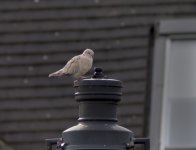 Pigeon Lamp.jpg