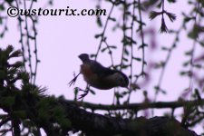 whitecheekednuthatch1.jpg