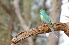 IMG_2813 Mulga parrot sm.jpg