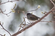 Dark-Eyed Junco.jpg