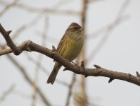 Black-faced Bunting.jpg