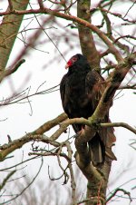 turkey vulture .jpg