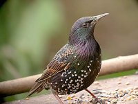 Starling 1235.jpg