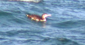 white billed diver.jpg