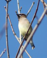 Waxwing.jpg