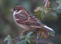 housesparrow041105a.jpg