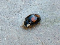 harlequin ladybird1.jpg