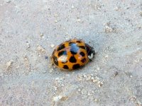 harlequin ladybird4.jpg