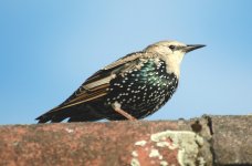 Starling (J) .JPG