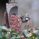 great_tit_crop_640_20a.jpg