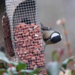 great_tit_crop_640_20b.jpg