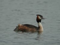 gc_grebe_crop_20x_640_20.jpg