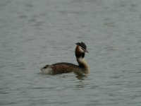 gc_grebe_crop_32x_640_20.jpg