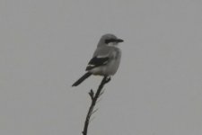 ggshrike270306a.jpg