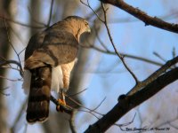 cooper's hawk original.jpg