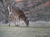 deer down+sharp.jpg