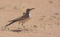 BFHoopoeLark0351.jpg