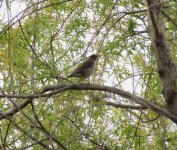 Pale Thrush.jpg