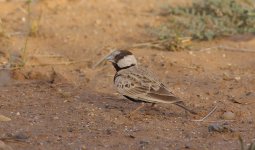 BFBlackCrownedSparrowLark03.jpg