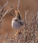 BFScrubWarbler0474.jpg