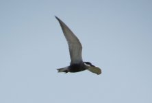 Common Tern.jpg