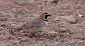 BFAtlasShoreLark0656.jpg