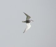 Whiskered Tern.jpg